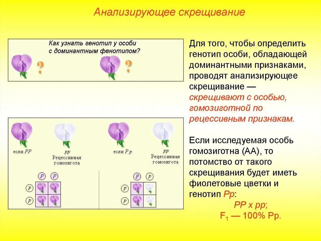 Принципиальная схема анализирующего скрещивания. Анализирующее скрещивание. Анализирующее скрещивание это кратко. НАЛИЗИРУЮЩЕЕ скрещивани.