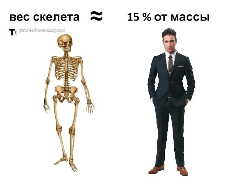 Норма костной массы в организме женщины. Сколько костей в туловище. Сколько весят кости взрослого. Сколько весят кости взрослого. Сколько весит скелет человека.