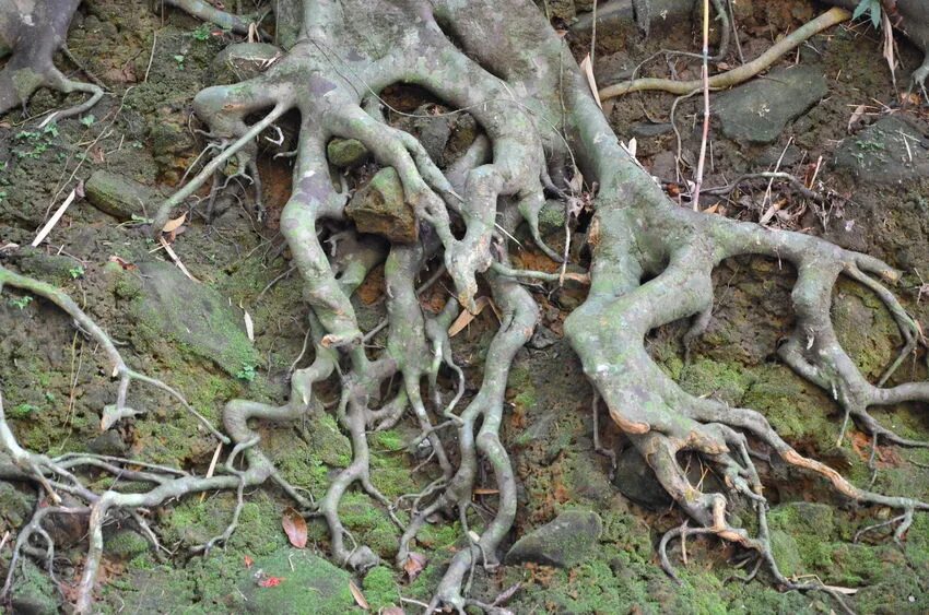 Above root. Корни дерева. roots. обрубить дерево под корень. rooted tree and notrooted.