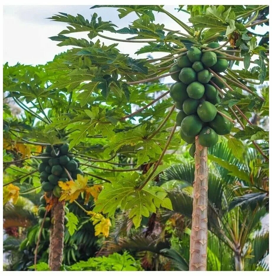 Top 10 papaya tree ideas and inspiration