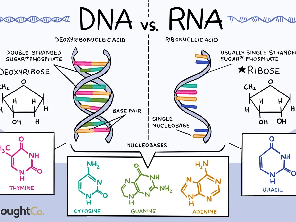 Молекула ДНК. Нуклеиновые кислоты ДНК И РНК. DNA and RNA differences. Структура ДНК И РНК.