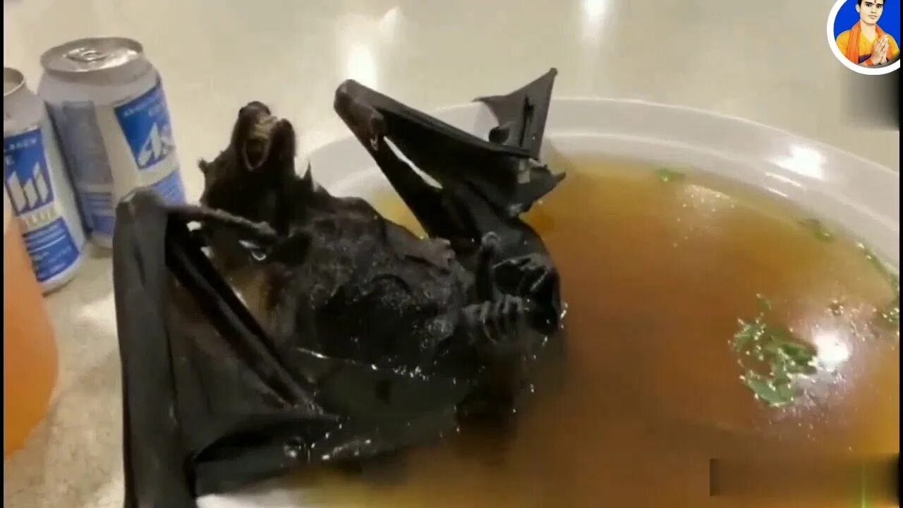 Китаец летучую мышь