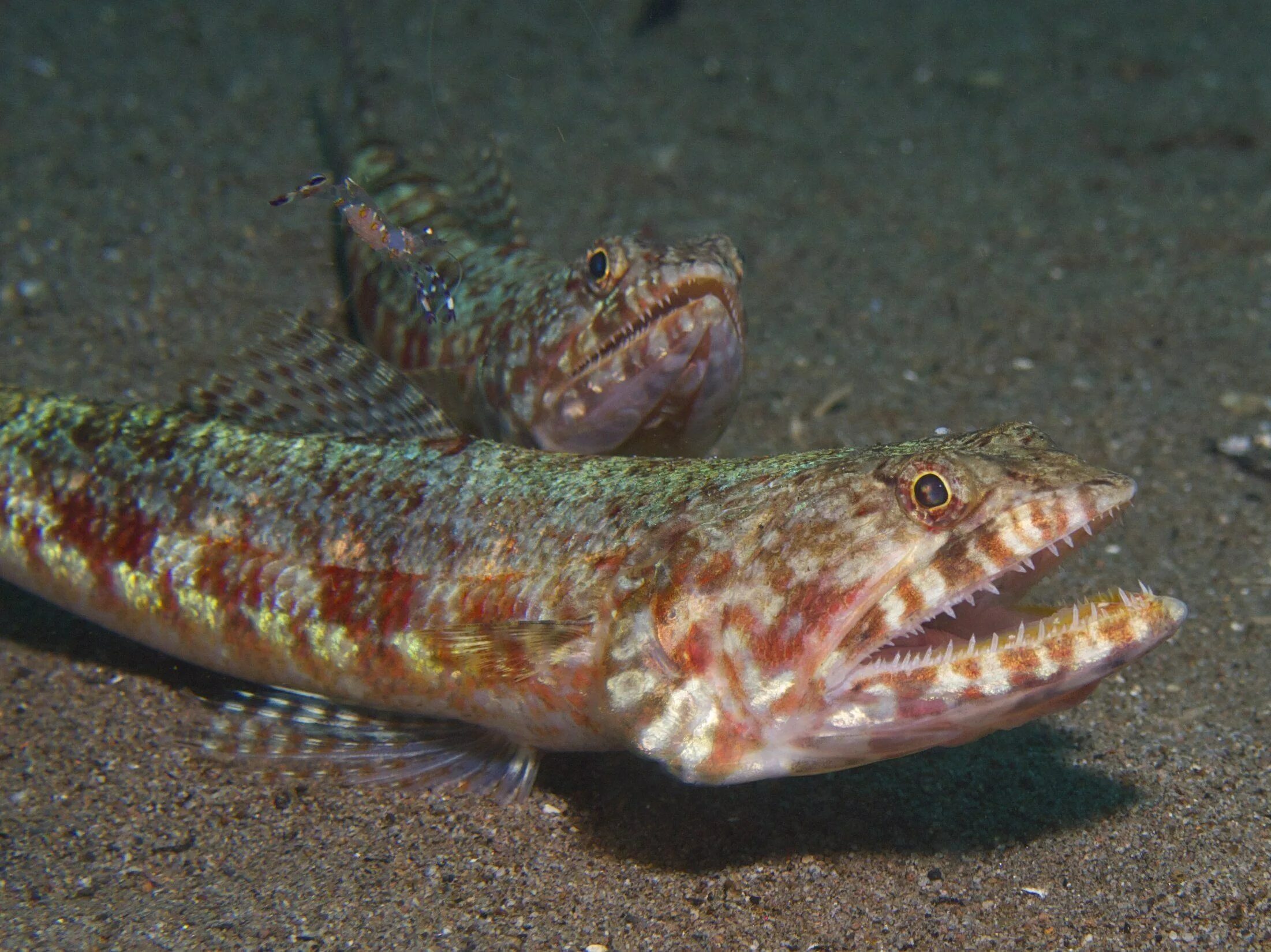 Synodus variegatus. Батизаурус рыба. Lizardfish. Ящероголовые рыбы.