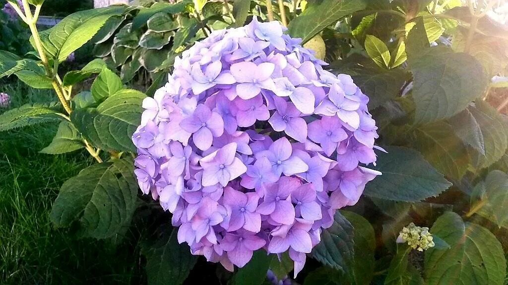 Полить гортензию для цвета