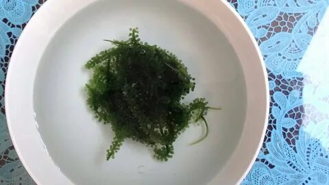 Водоросли виноград