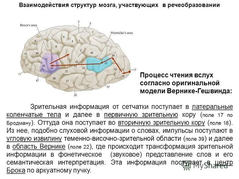 Зрительная система. Простые и сложные клетки зрительной коры. Проводниковый отдел зрительного анализатора строение. Повторяет структуру зрительной коры млекопитающих. Повторяет структуру зрительной коры млекопитающих.