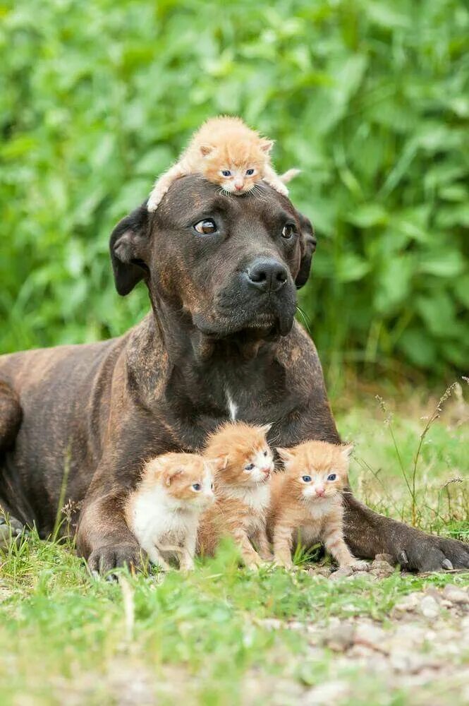 The dog and the kitten