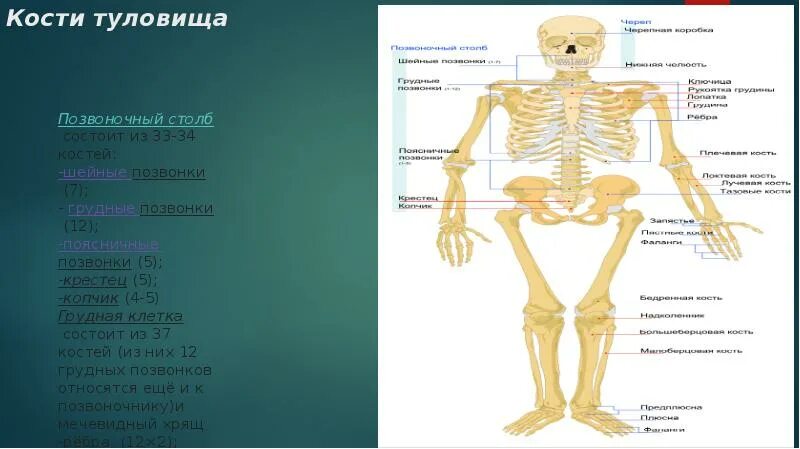 Скелет туловища кости его образующие. Перечислите кости образующие кости туловища. Перечислите кости, образующие скелет туловища.. Соединение костей образующих скелет туловища.