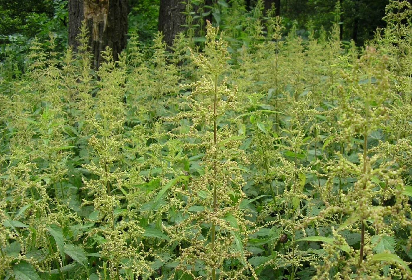 Крапива двудомная (Urtica dioica l.). Крапива двудомная заросли. Крапива двудомная Австралия. Куст крапивы. Поле крапивы