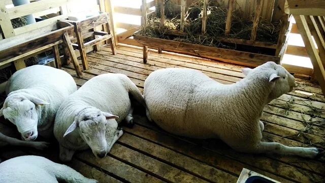 председатель союза сельхозпроизводителей алтайского края. аккор логотип. коллективизация сельского хозяйства в ссср 1920-1930. ассоциация фермеров алтайского края. комбайн в поле.