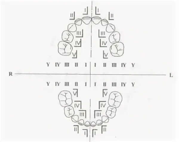 Нумерация зубов в стоматологии схема у взрослых