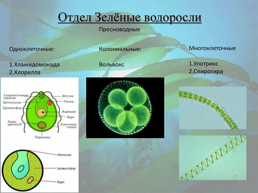 Одноклеточные водоросли произошли. Отдел зеленые водоросли представители. Одноклеточные зеленые водоросли представители. Представителя отдела зеленые водоросли-хлореллы. Водоросль хлорелла таллом.