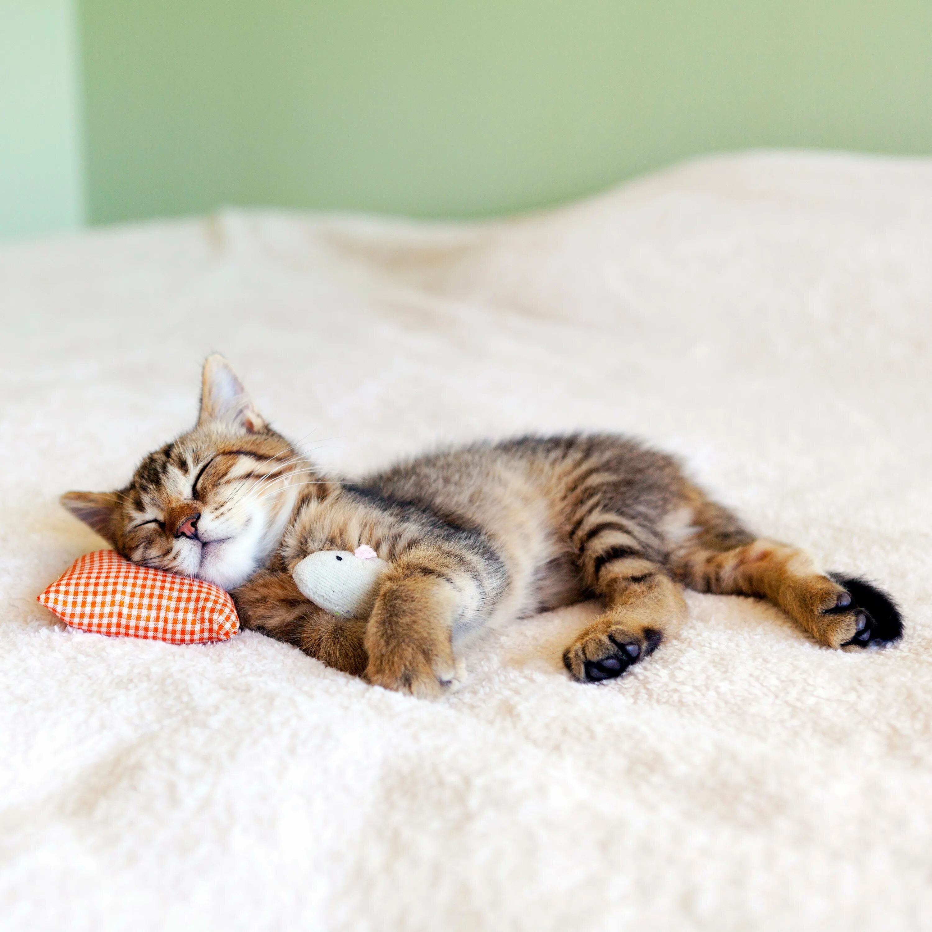 Котенок в постели. Спящие котята. Котик в кровати. Котик в постельке.