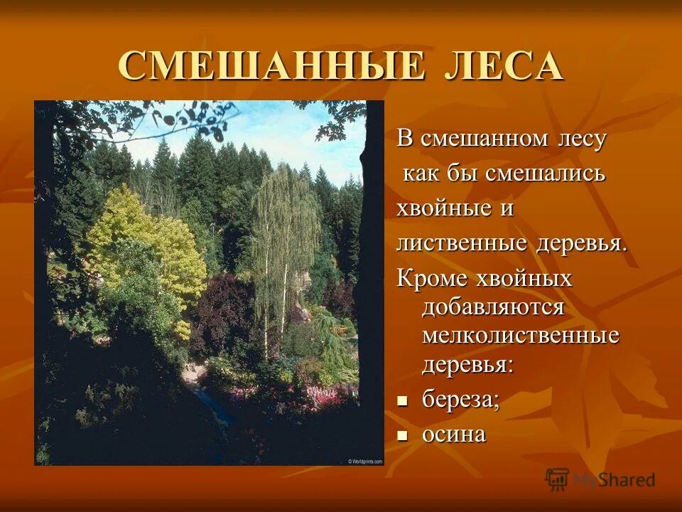особенность российских лесов. зона смешанные леса дальнего востока. природная зона смешанных и широколиственных лесов. особенность российских лесов. широколиственный лес описание.