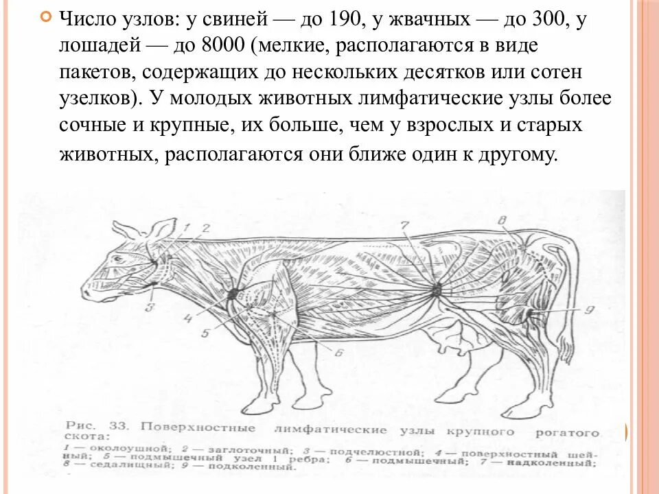 Описать расположение лимфатической системы свиней Лимфатическая система ( systema lymphaticum) презентация онлайн