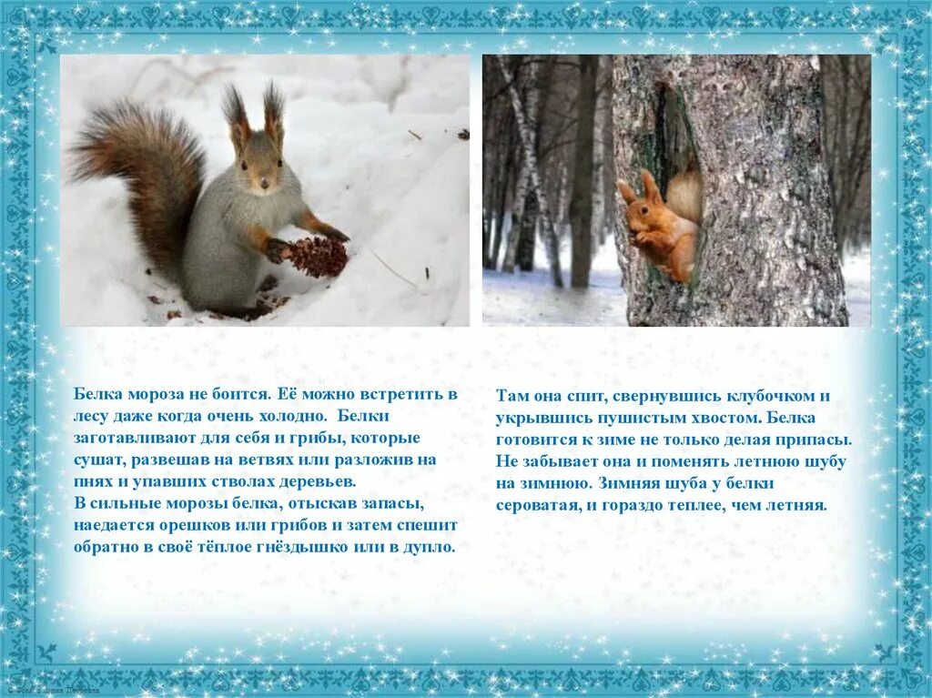 Зимующие звери. Как зимуют животные. Животные зимой для детей. Зимующие животные для детей. Изменения животных зимой 5 класс биология