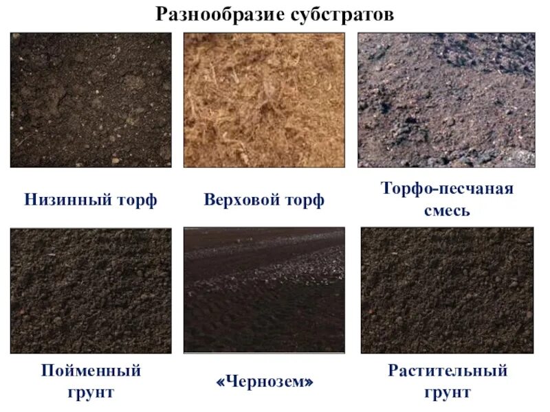 Торф верховой низовой. Верховой и Нижний торф. Верховой и низинный торф. Торф низинный. Торф низинный и верховой отличия.