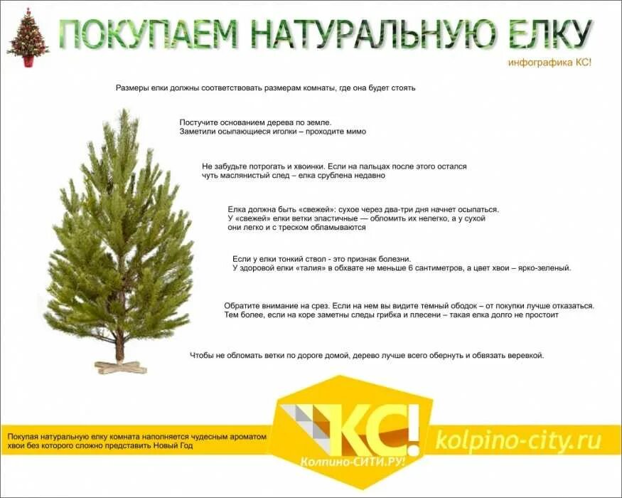 Что добавить в сосну чтобы долго стояла