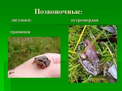 Лягушка позвоночное