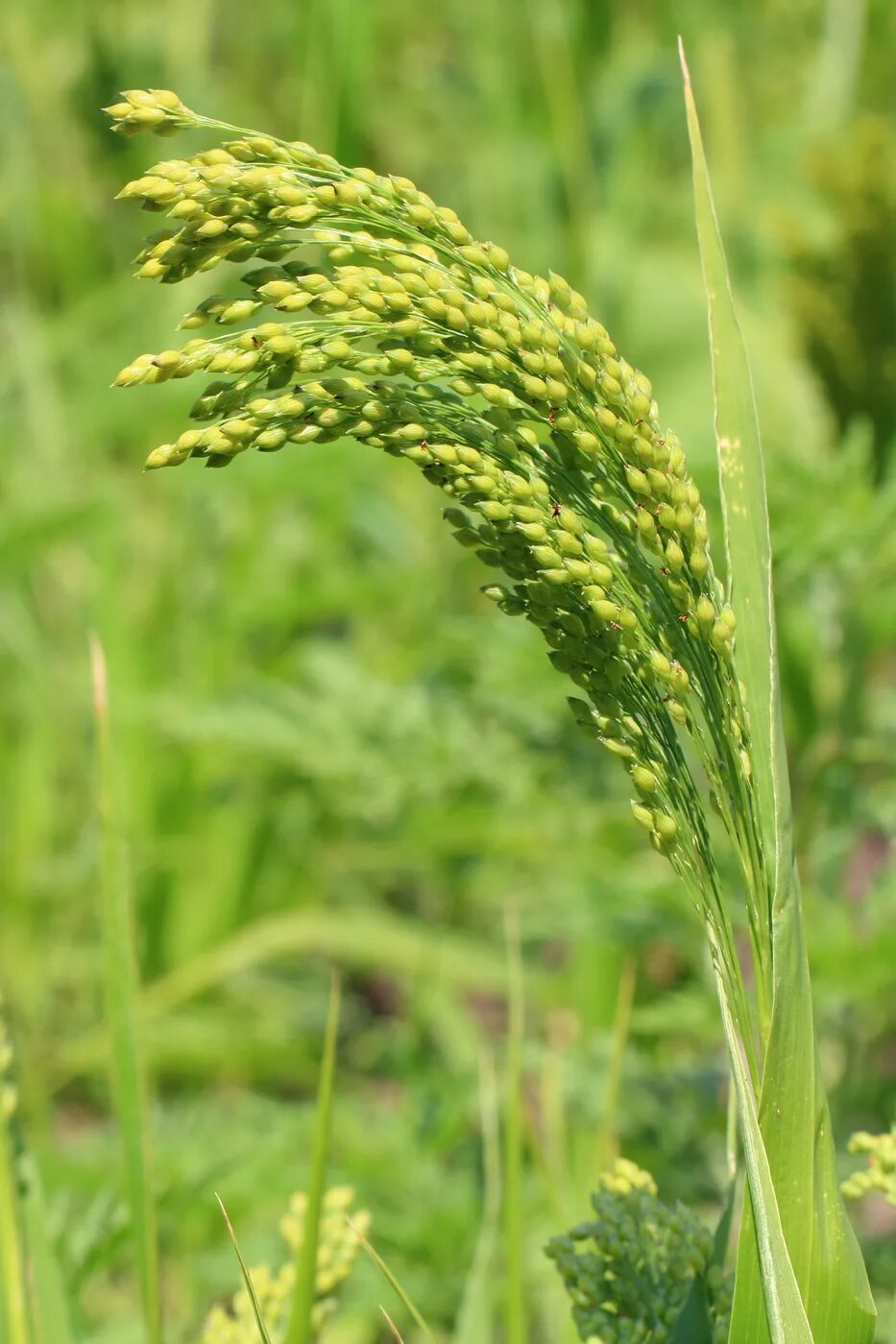 Просо (Panicum miliaceum). Просо пшено просо. Panicum miliaceum растение. Зерновка просо. Особенности проса