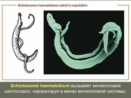 Шистосамоз
