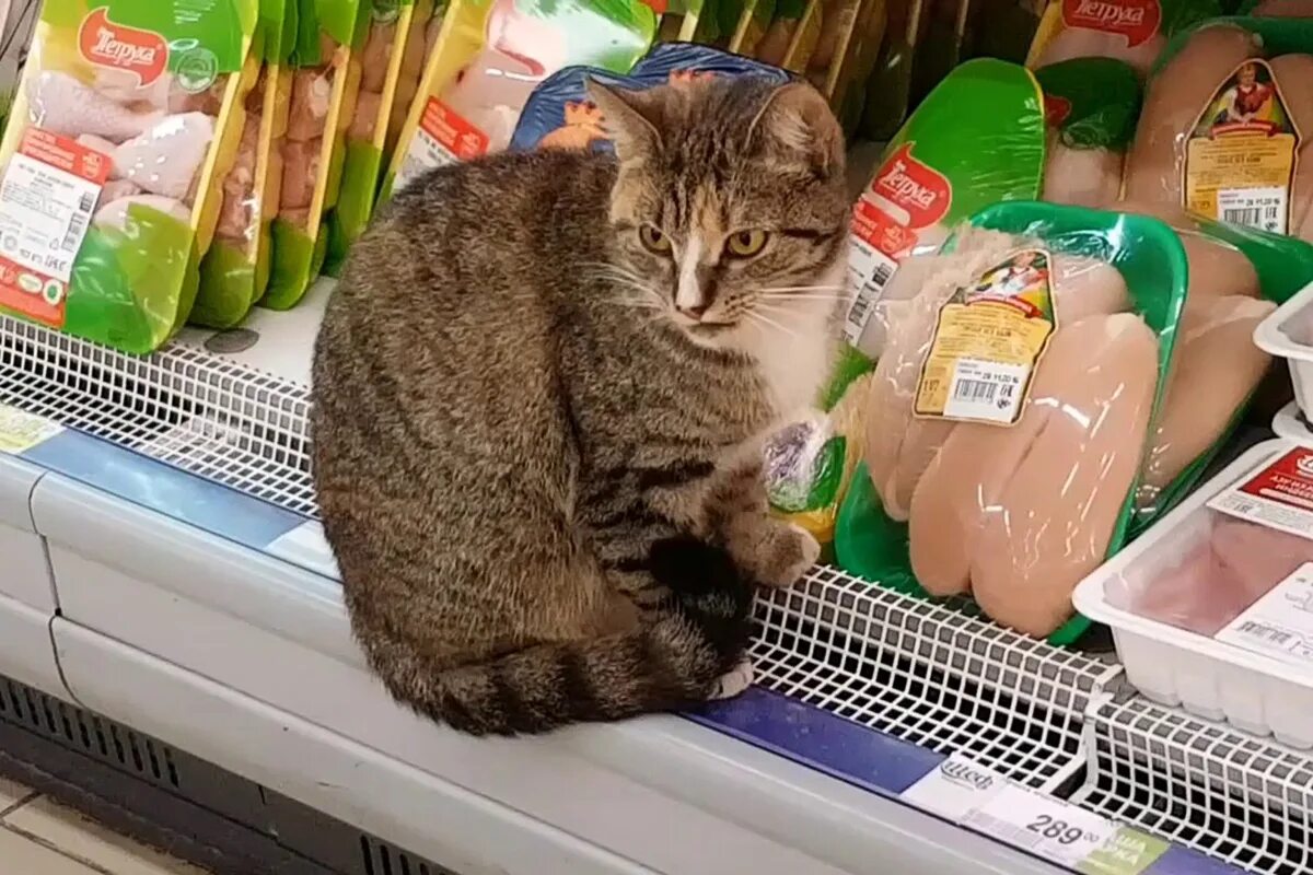 Магазин кошечек. Кот в магазине. Кошка в магазине. Кот в продуктовом магазине. Коты в супермаркете.