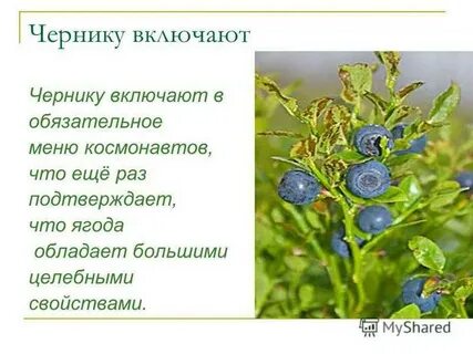 Черника описание