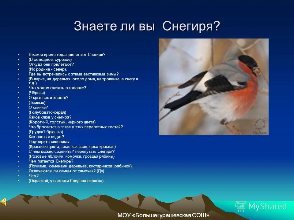 описание снегиря. снегирь птица описание. снегирь какой прилагательные. описание снегиря. проверь и на ветке.