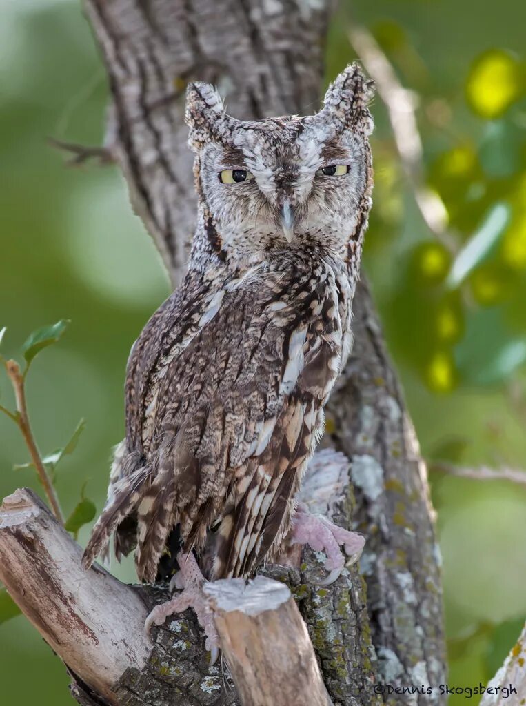 Screech sdbyrim. Megascops ASIO. Megascops Trichopsis. Megascops Сова. Megascops Screech Owl.