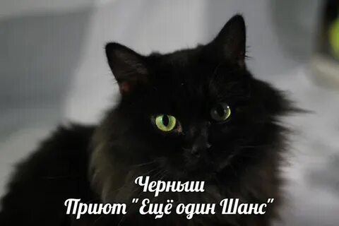 Черныш как пишется