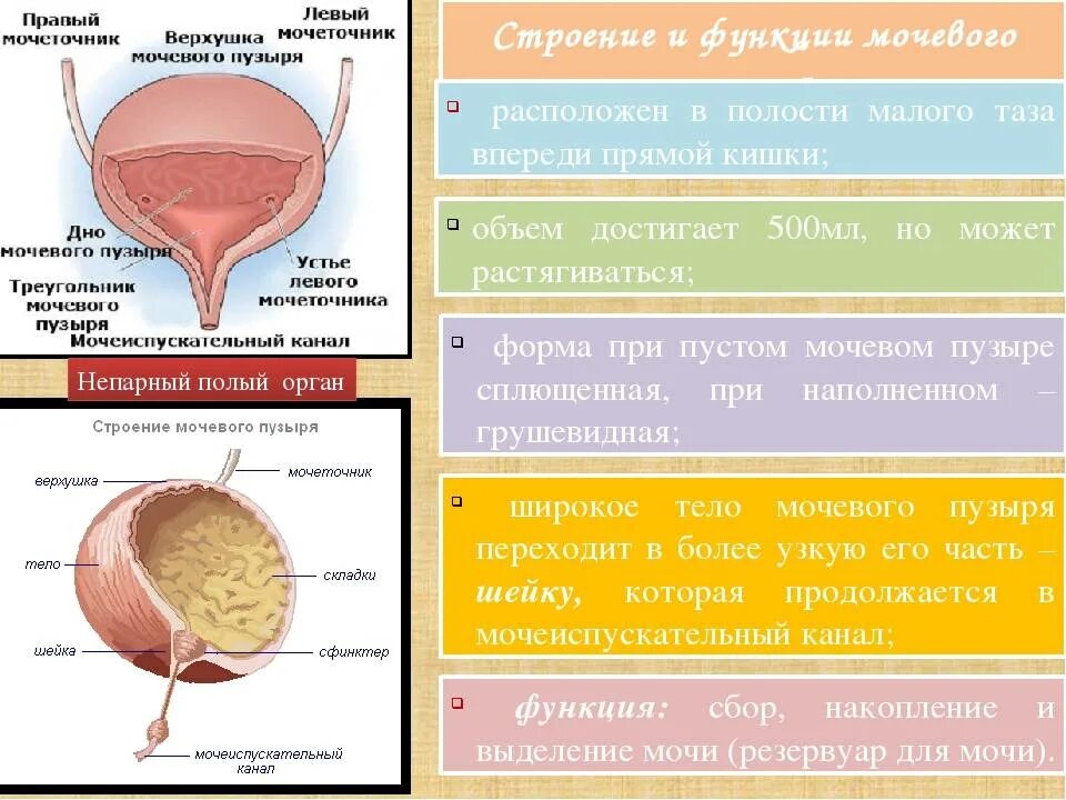 Симптомы мочевого пузыря у мужчин признаки. Мочевой пузырь строение и функции. Мочевой пузырь строение расположение функции. Функции мочевого пузыря анатомия. 3. Мочевой пузырь: строение, расположение, функции..