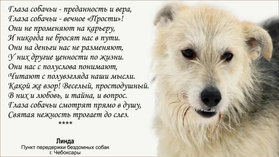 Рассказы о преданности животных. Стихи про собаку преданность. стихи о верности собак. стихотворение о верности собаки. стихи о собачьей верности и преданности.