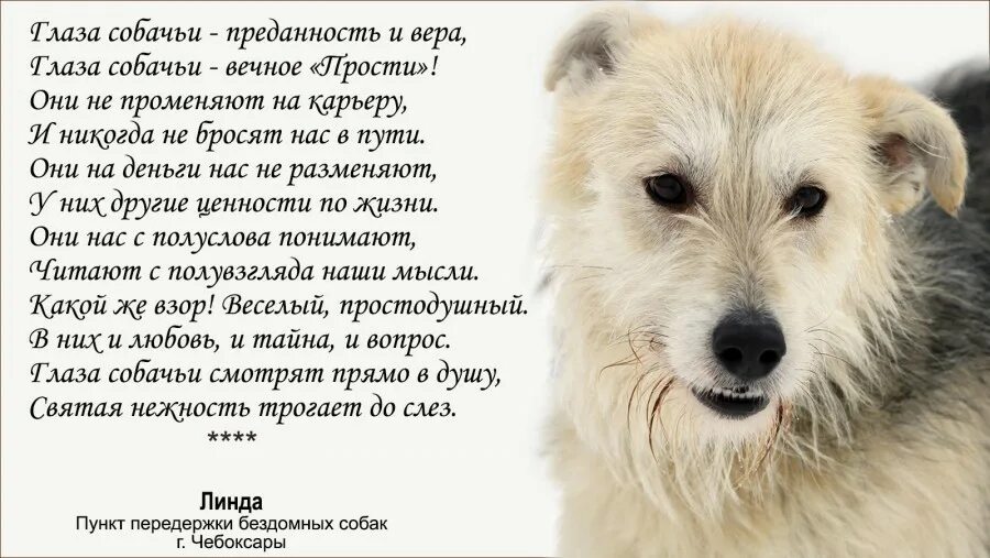 Стихи про собаку преданность. Стихи о верности собак. Стихотворение о верности собаки. Стихи о собачьей верности и преданности.