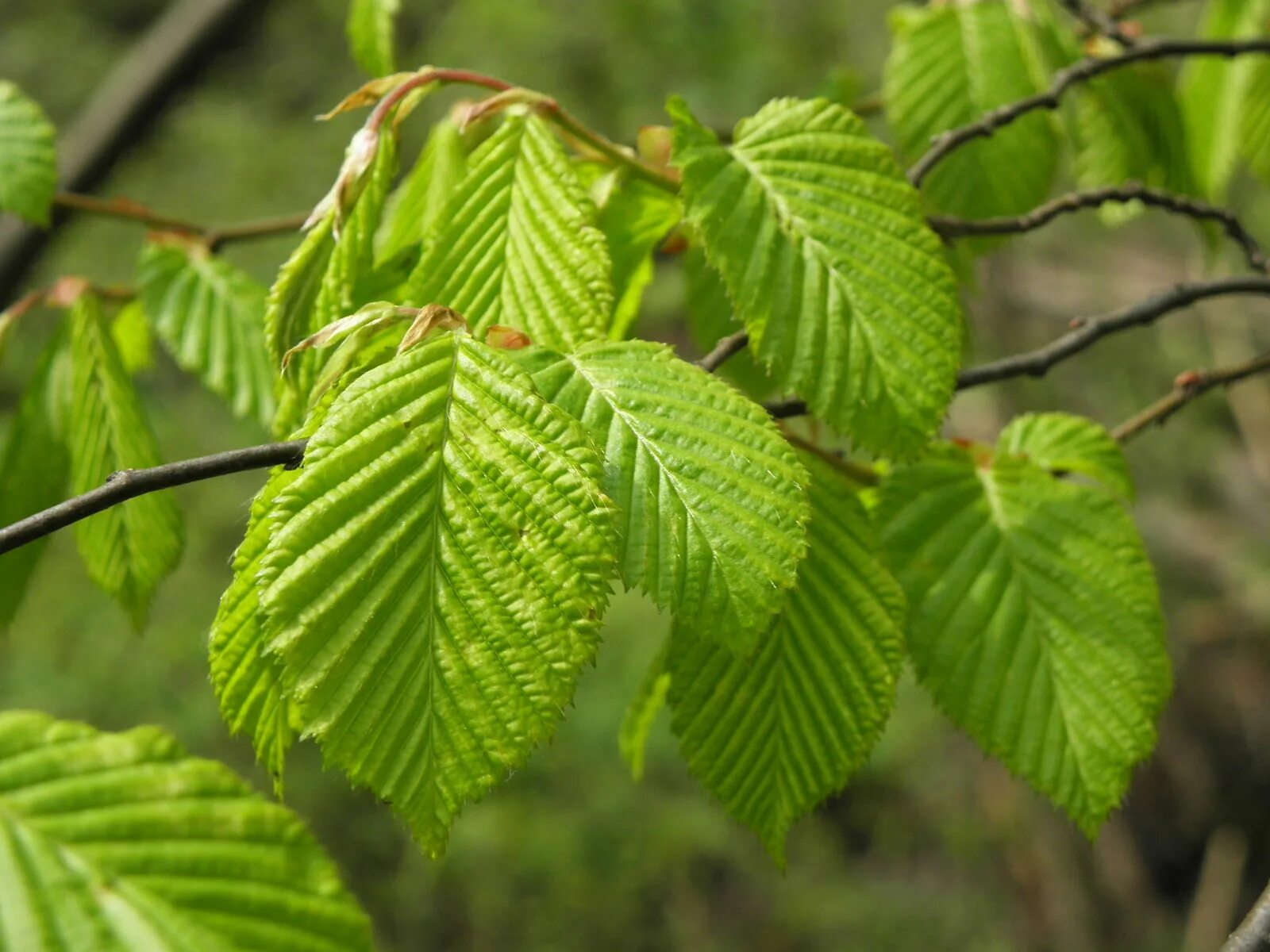 Карагач 4 буквы. Вяз обыкновенный Ulmus laevis. Вяз гладкий (Ulmus laevis). Вяз шершавый Плакучий. Вяз Camperdownii.