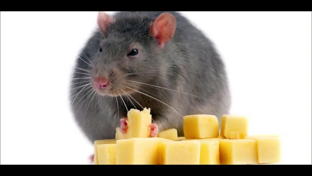 Крыса ест сыр. Крыса и сыр. Можно крысам сырое мясо. Мышь с сыром. Можно крысам сырое мясо.
