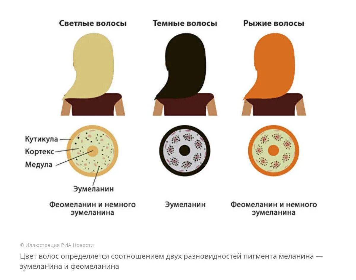 Меланин пигмент волос. Феомеланин и эумеланин в волосах. Эумеланин и феомеланин пигмент волоса. Пигмент волоса эумеланин. Типы меланина в волосах.