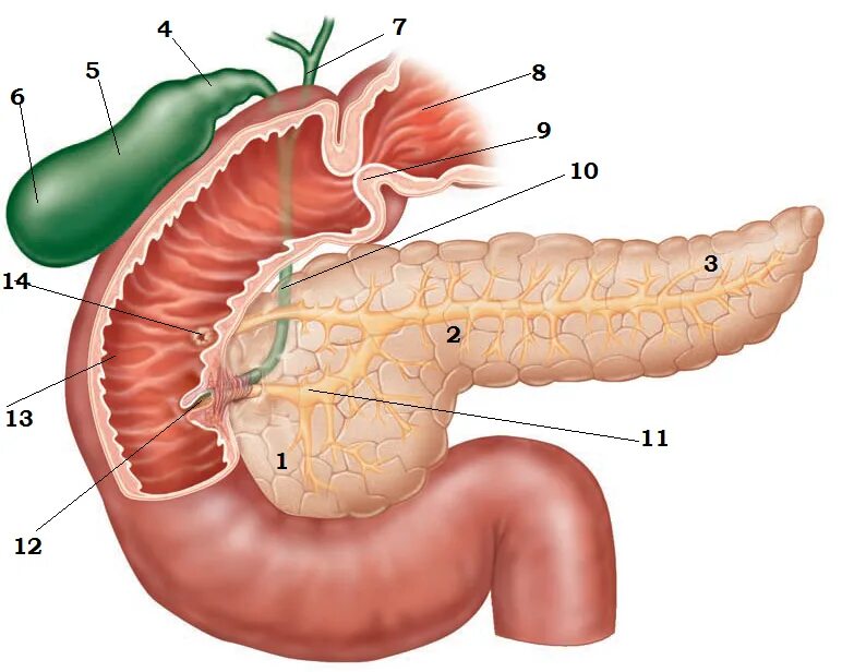 Желудок желчный пузырь поджелудочная железа. 12 Перстная кишка и поджелудочная железа. Двенадцатиперстная кишка анатомия. Анатомия печень желчный пузырь желудок. Поджелудочная железа двенадцатиперстная кишка желчный пузырь.