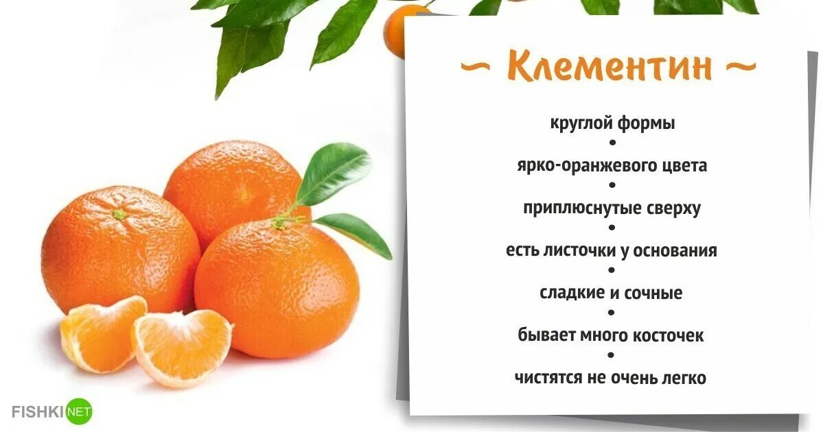 Мандарин и клементин разница. Клементин гибрид апельсина и мандарина. Мандарин и клементин разница. Клементины и мандарины чем отличаются. Мандрин против апельсина.