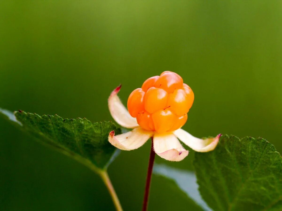 Cloudberry. Морошка ягода. Морошка обыкновенная. Царская ягода Морошка. Морошка Cloudberry.