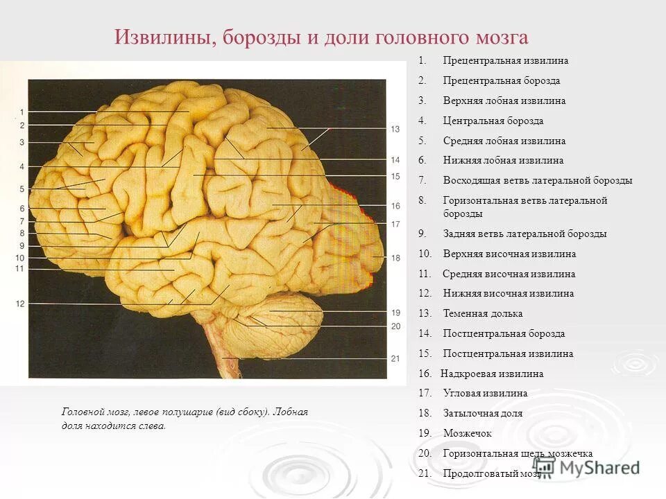 Сколько извилин в мозгах