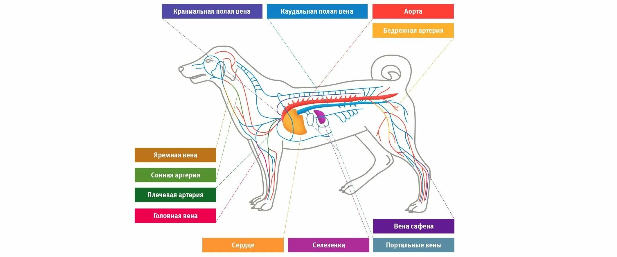 Сердечно-сосудистая система собаки анатомия. Кровеносная система собаки. Кровеносная система собаки схема. Система кровообращения собаки. Сердце собаки расположено