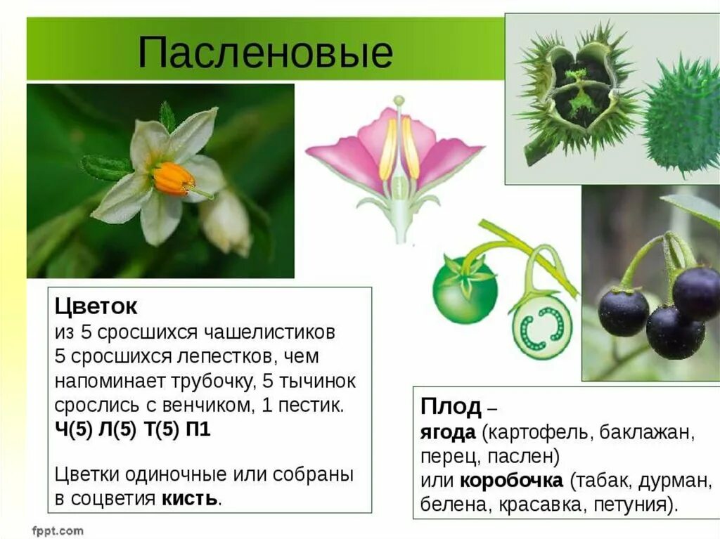Почему у растений разные формы. Тип цветка Пасленовые. Пасленовые гинецей. Пасленовые строение цветка формула. Цветок и плод пасленовых.
