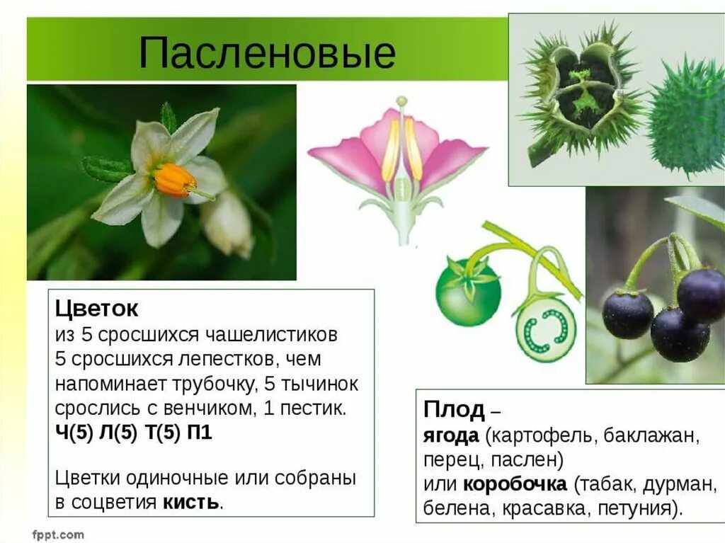 Тип цветка Пасленовые. Пасленовые гинецей. Пасленовые строение цветка формула. Цветок и плод пасленовых. Количество частей цветка кратно четырем или пяти