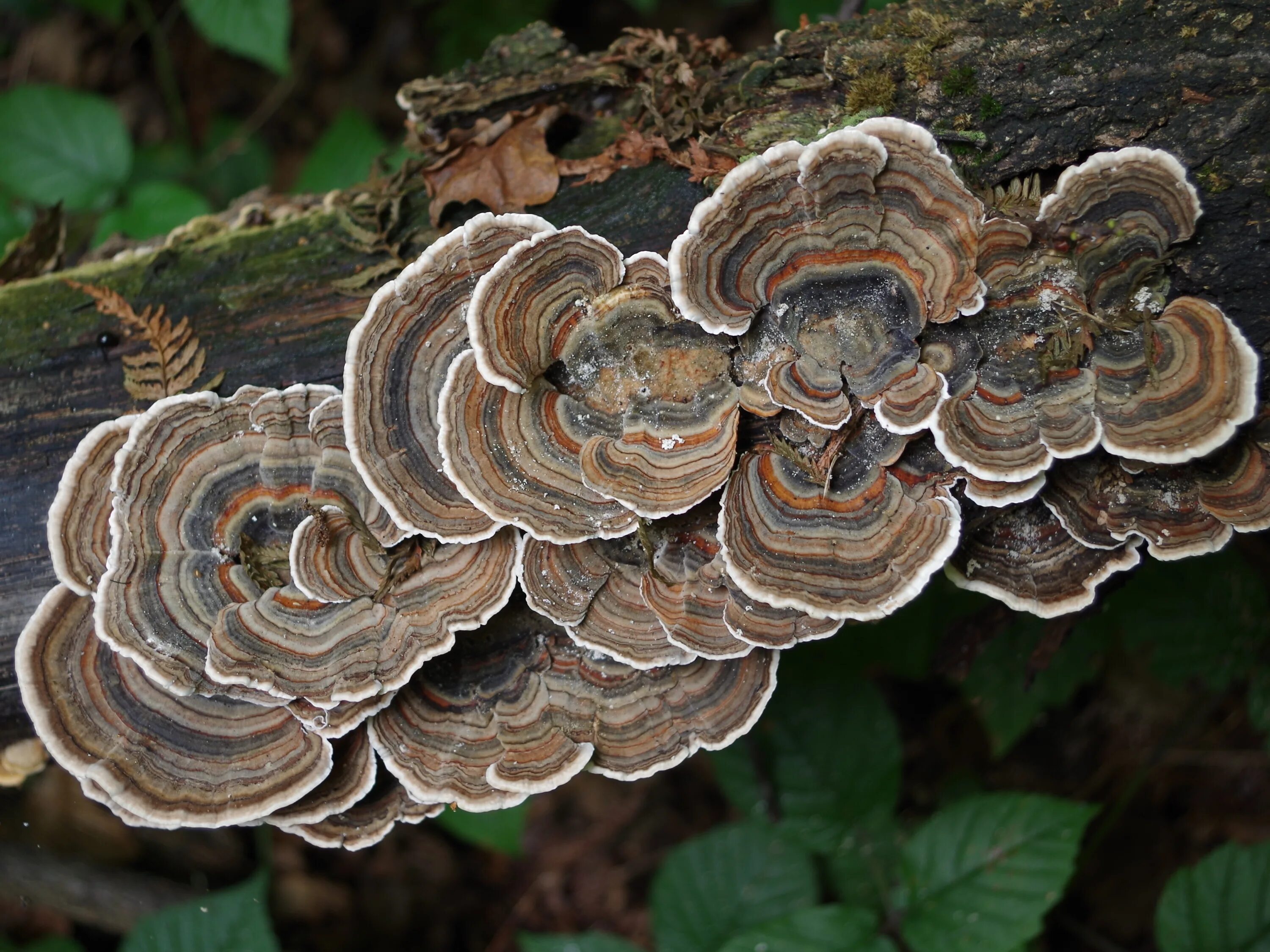 Трутовик Траметес. Trametes versicolor трутовик разноцветный. Траметес разноцветный (trametes versicolor). Trametes versicolor (Траметес разноцветный) гименофор. Трутовик свойства