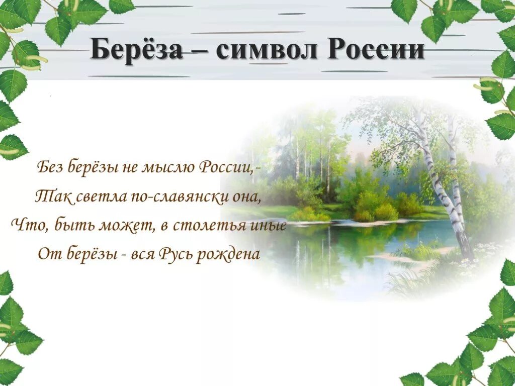 Презентация березка. Береза символ России. Береза символ. Презентация на тему береза. Берёза символ России для дошкольников.