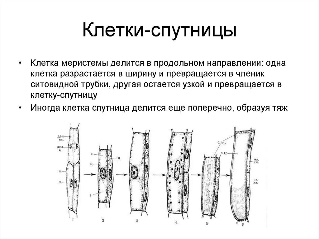 Ситовидные трубки и клетки-спутницы. Клетки спутницы строение. Строение ситовидных трубок растения. Флоэма строение клетки. Какую функцию выполняют сосуды у растений впр