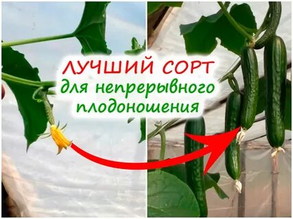 Огурцы время плодоношения