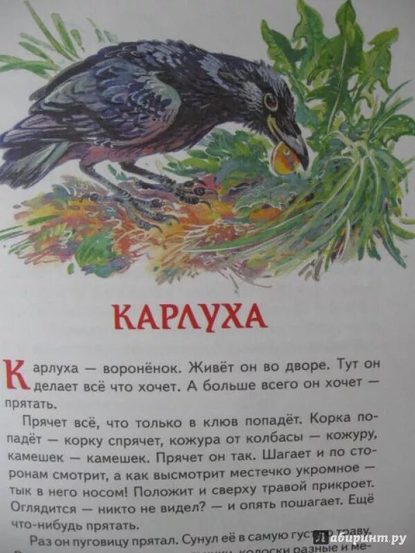 Сладков Карлуха. Карлуха текст. Карлуха воронёнок. Сказка о вороненке.