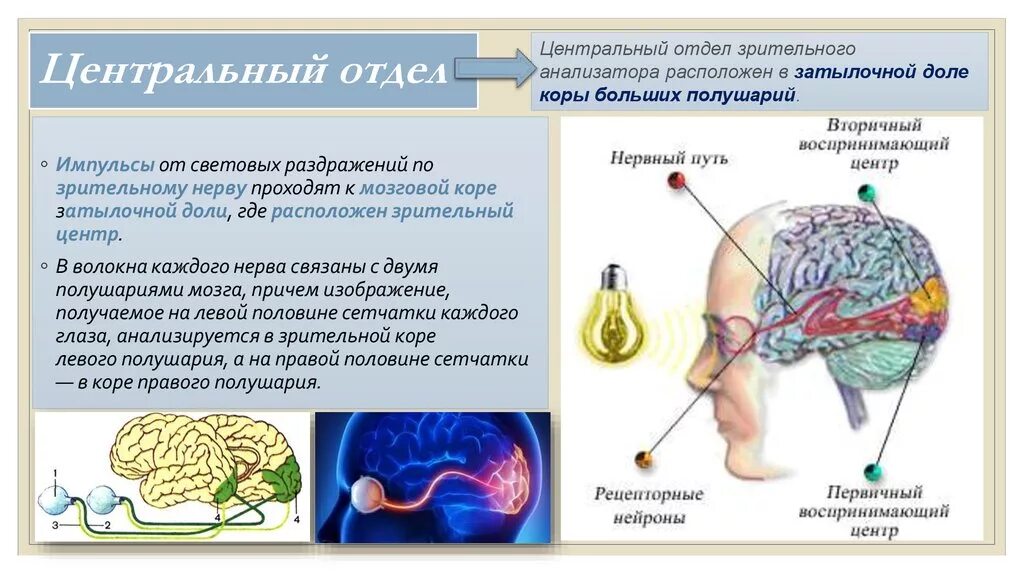 Зрительный анализатор в затылочной доле. Центральный отдел зрительного анализатора функции. Центральный отдел зрительного анализатора представлен. Подкорковый отдел зрительного анализатора. Центральный отдел анализатора физиология.