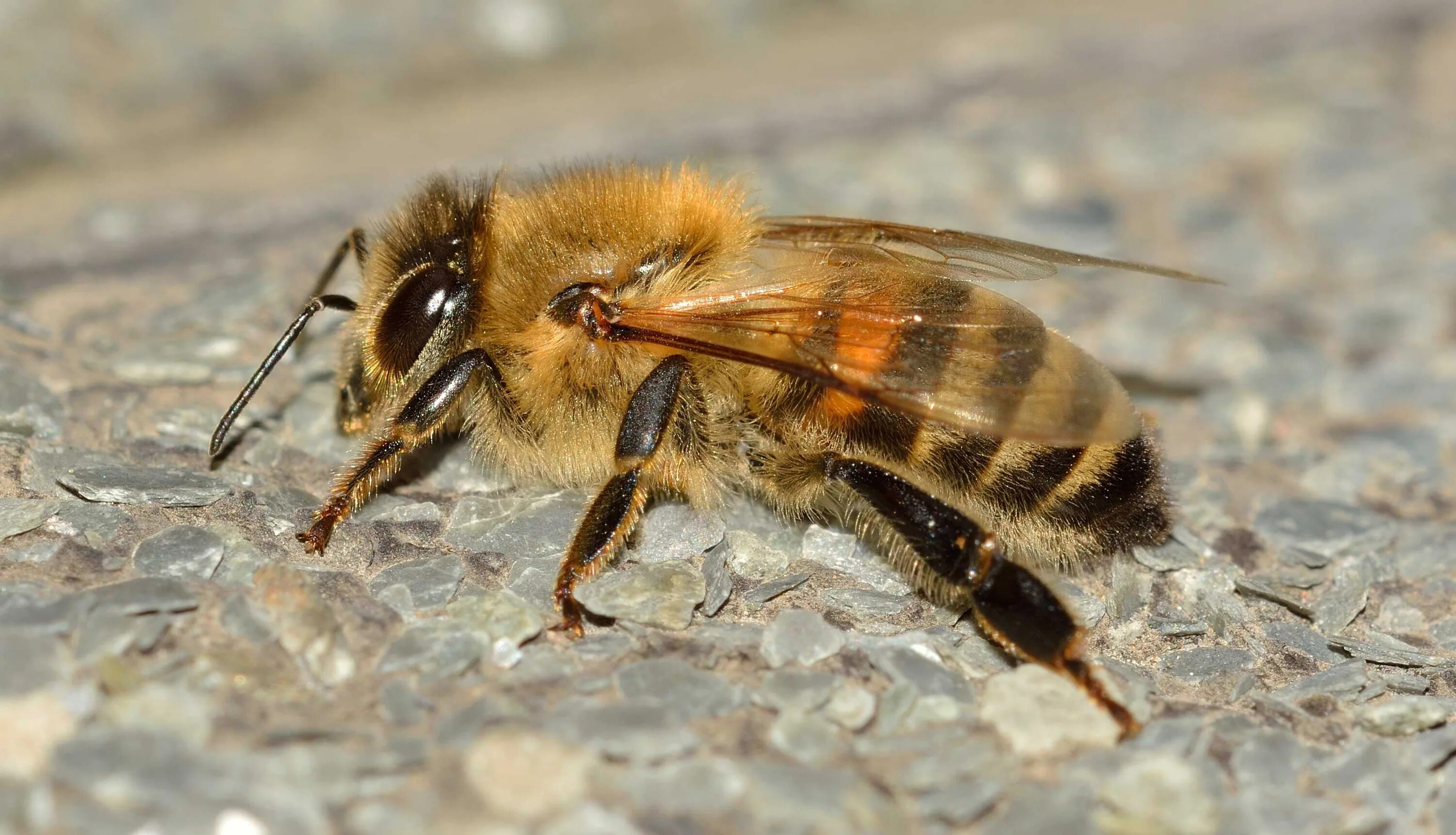 Домашние насекомые пчелы. Пчела АПИС Меллифера. Медоносная пчела APIS mellifera. Пчела мохнатоногая. Гималайская медоносная пчела.